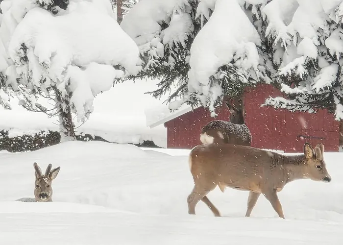 Beautiful In Skollenborg